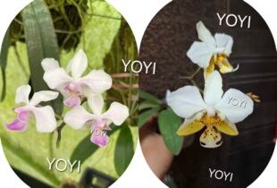 高端精品稀有原生蝴蝶兰英特交史塔基苗无花剑室内鲜花绿植