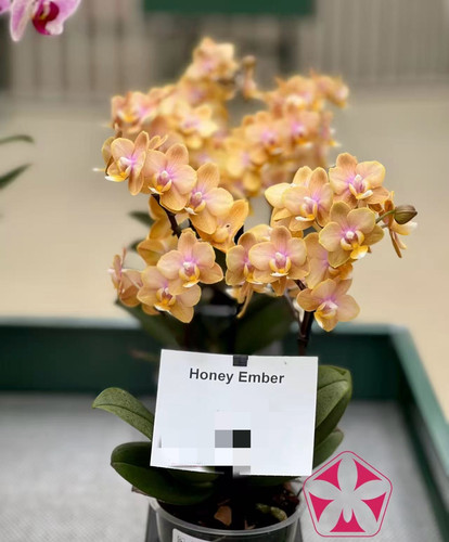 元气精灵苗蝴蝶兰3.0寸加高杯苗无花剑室内鲜花绿植盆栽花卉