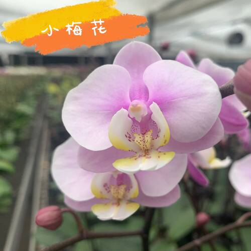 蝴蝶梅花销量排行榜 蝴蝶梅花品牌热度排名 小麦优选