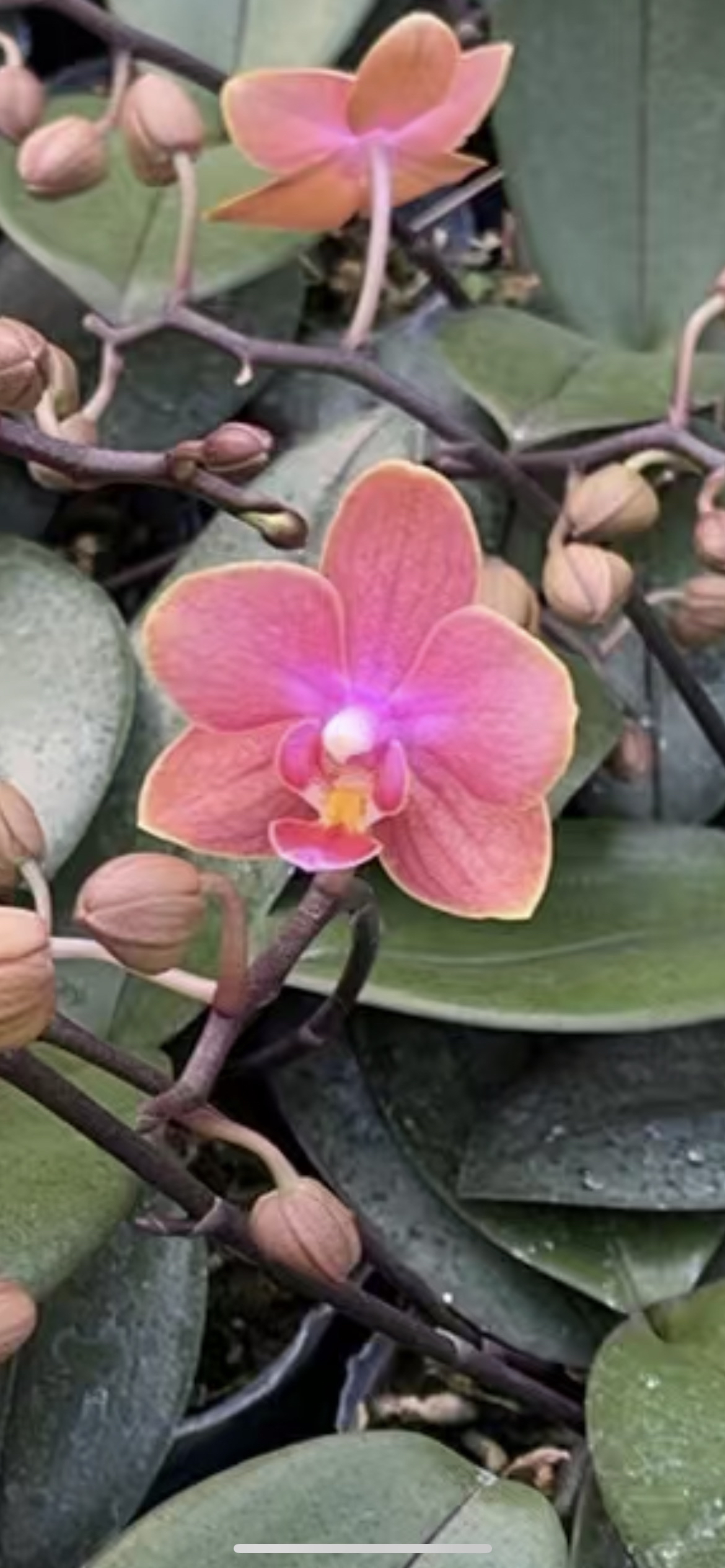 魔法城堡2.8寸杯双花剑花剑苗室内鲜花绿植盆栽花卉