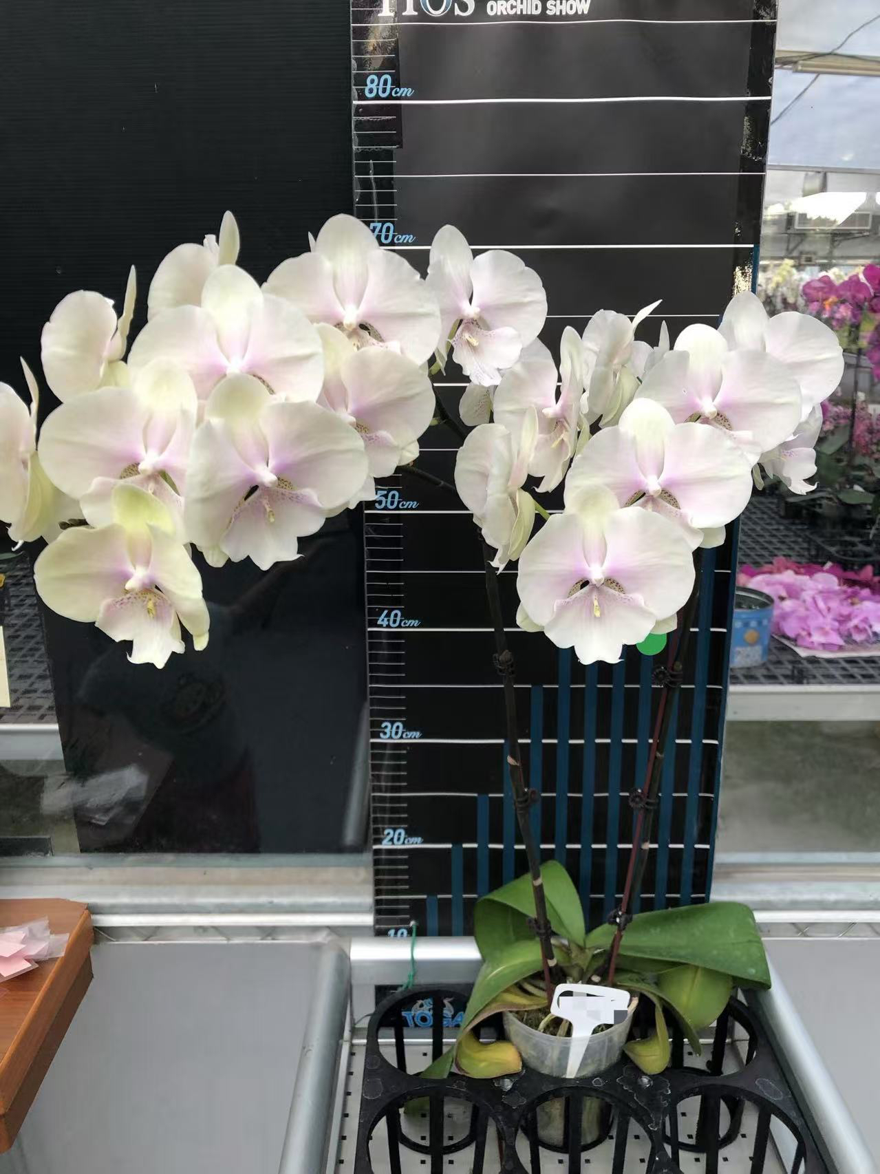 1155-901星辰大海大舌头蝴蝶兰苗无花剑室内鲜花绿植盆栽花卉