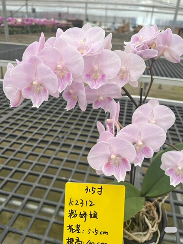 和鸣粉娇娘蝴蝶兰3.5寸平杯苗无花剑叶子个别微瑕室内鲜花绿植