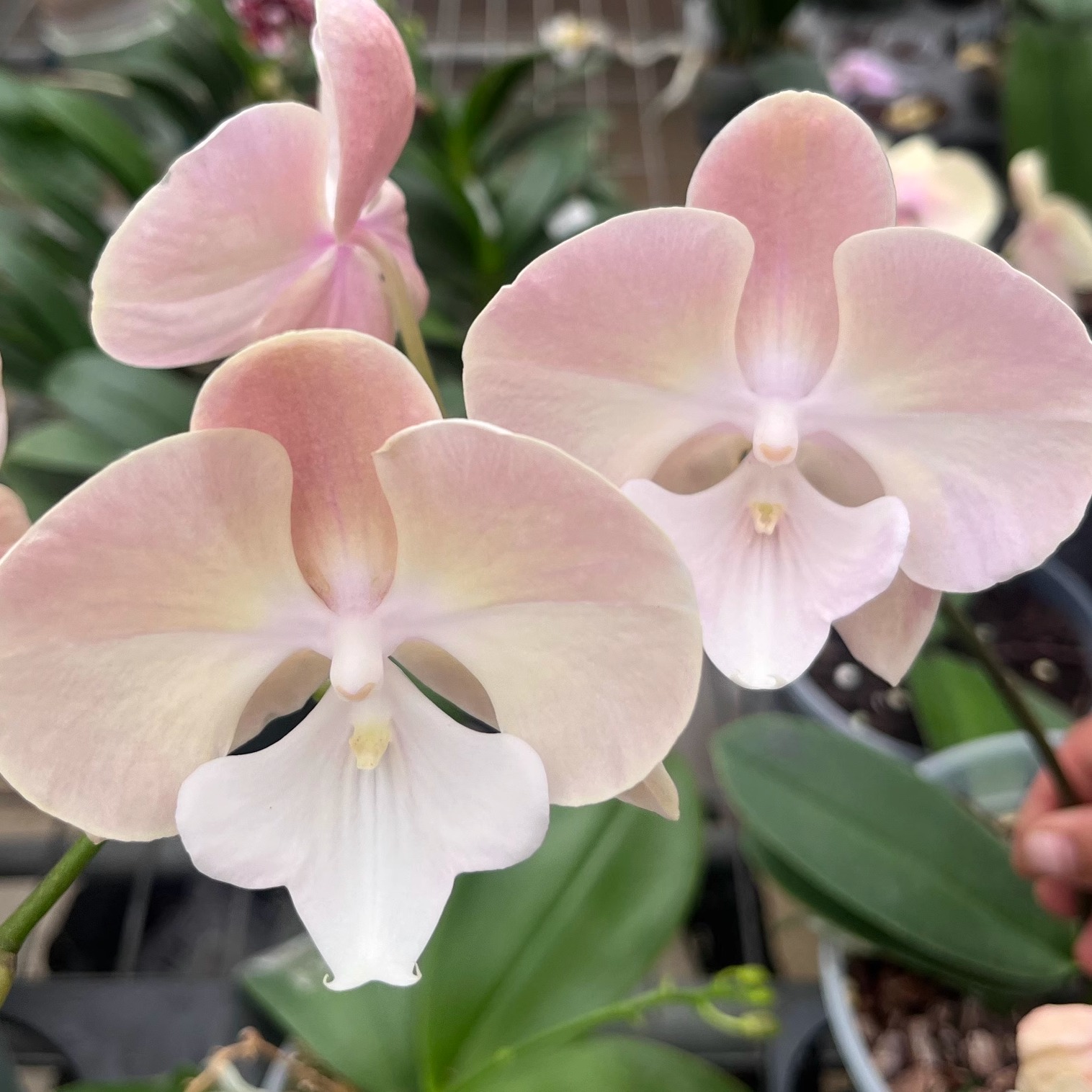 蝴蝶兰盆栽鲜花优选精品