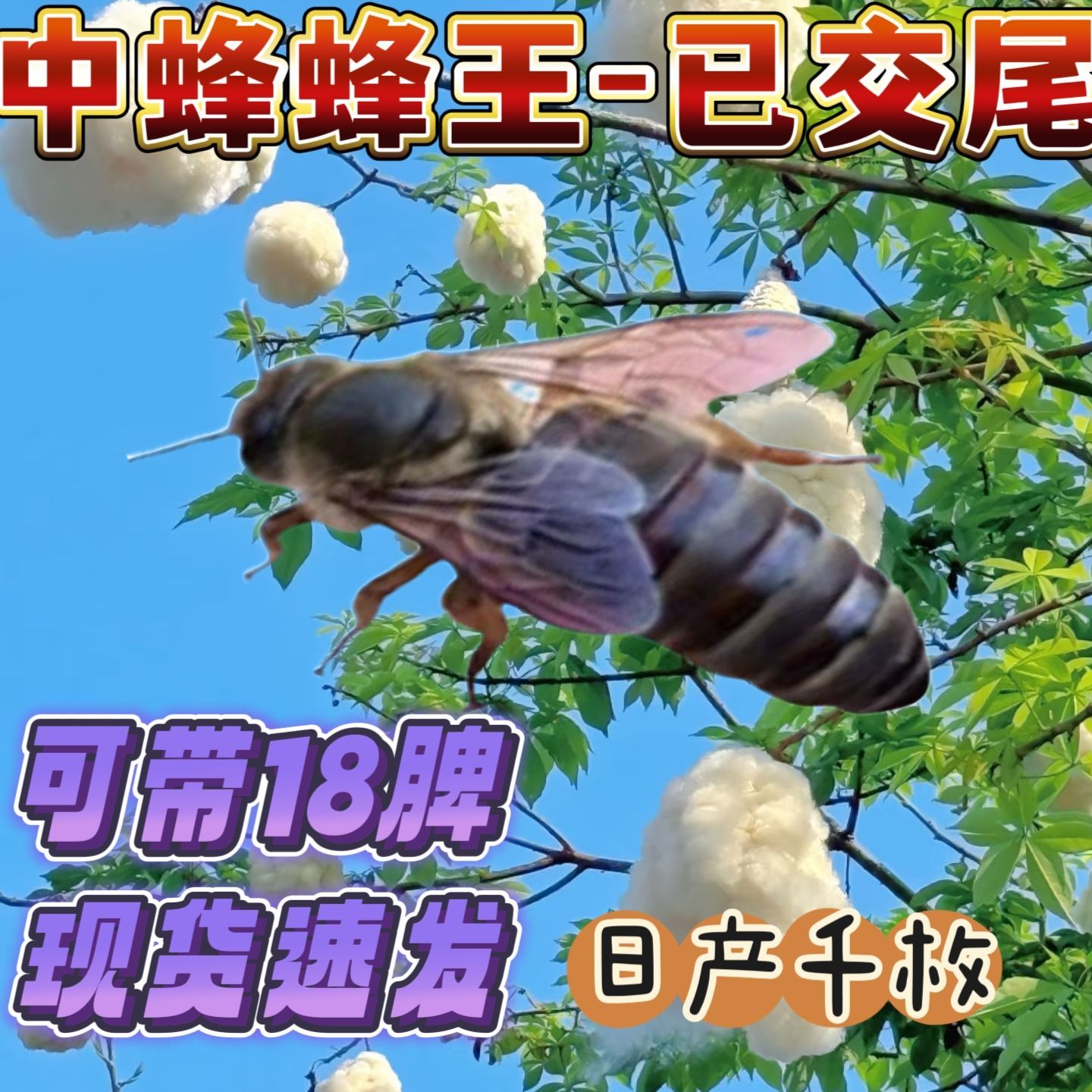 【新开产王】中蜂蜂王新款开产王中华蜜蜂正宗本地蜂王中蜂王优质