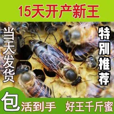 【复式移虫】中蜂蜂王种王阿坝王红环高产王中华土蜂双色峰王包邮 - 封面
