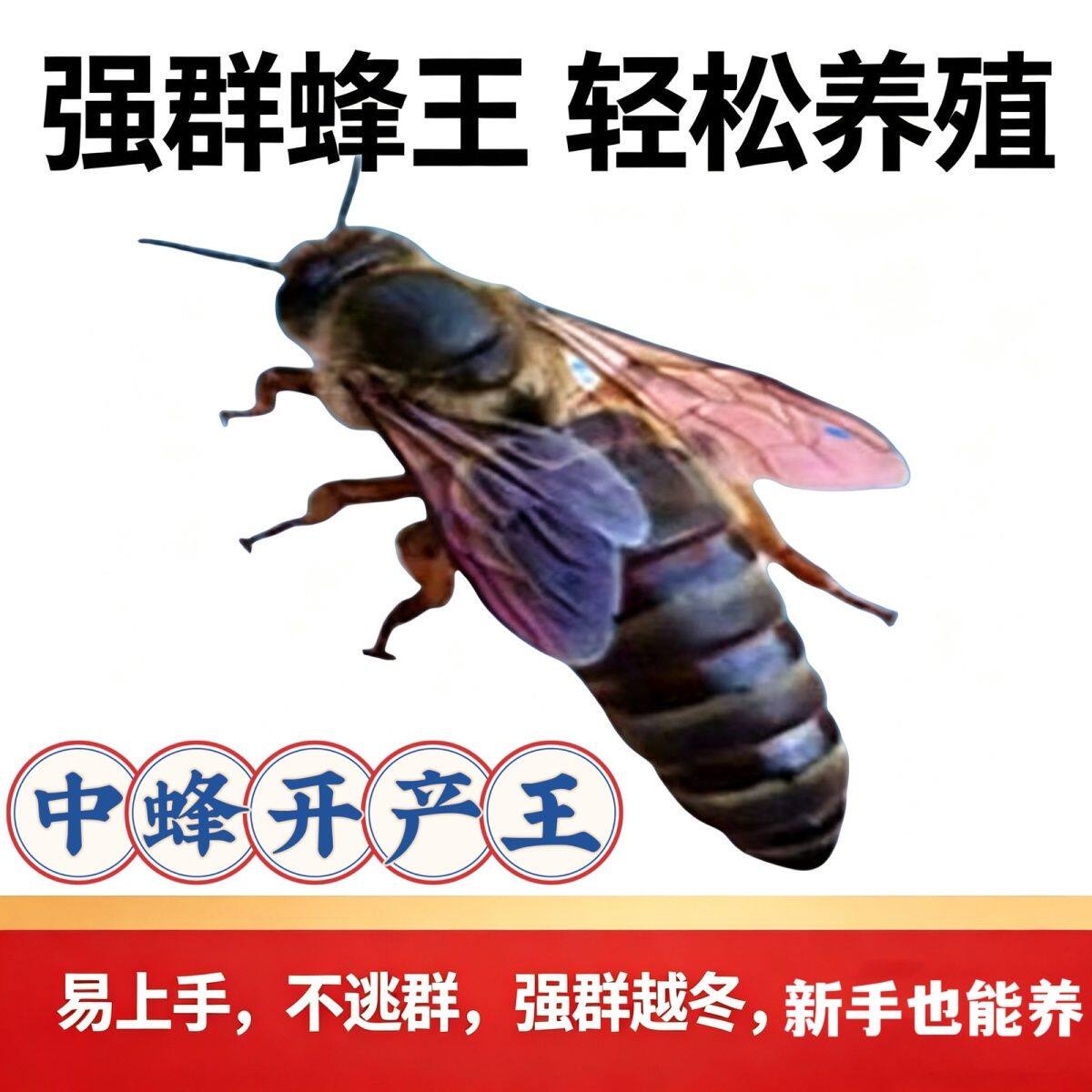 中蜂蜂王中蜂新开产王整箱蜜蜂开产王伏牛王度夏强王授粉专用蜂王