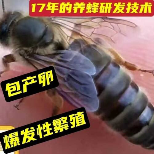 【自然交尾】中蜂蜂王优质产王中蜂开产王中蜂产卵蜂王蜜蜂种王