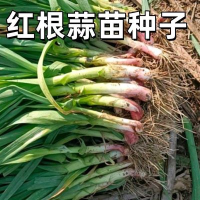宽叶红皮蒜苗种子四季蒜苗种子红根紫皮红皮蒜苗种子盆栽地栽X
