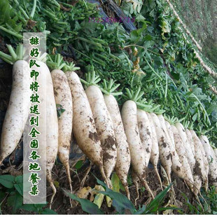 湖南新鲜萝卜时令蔬菜南山萝卜高山萝卜炖汤火锅料农家自种白萝卜
