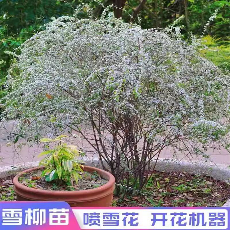 雪柳植物喷雪花苗盆栽花卉绿植珍珠梅绣线菊庭院雪柳室外耐寒阳台