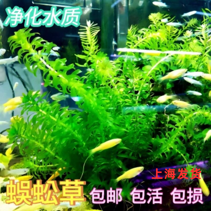 金鱼草蜈蚣草净水懒人鱼缸植物水草造景包邮特价绿菊竹节草增氧草