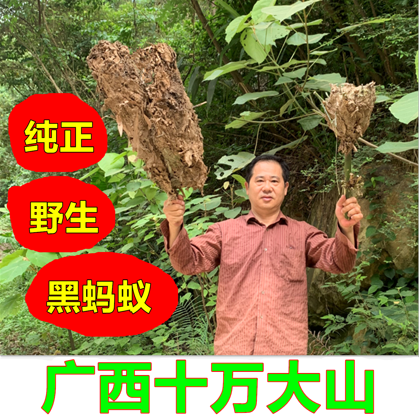 广西食用纯野生大黑蚂蚁干250克拟黑多刺蚁养生泡酒打粉非长白山