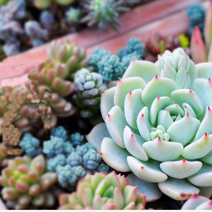 多肉植物组合盆栽花卉绿植花盆鲜花室内肉肉植物小盆栽多肉肉花苗