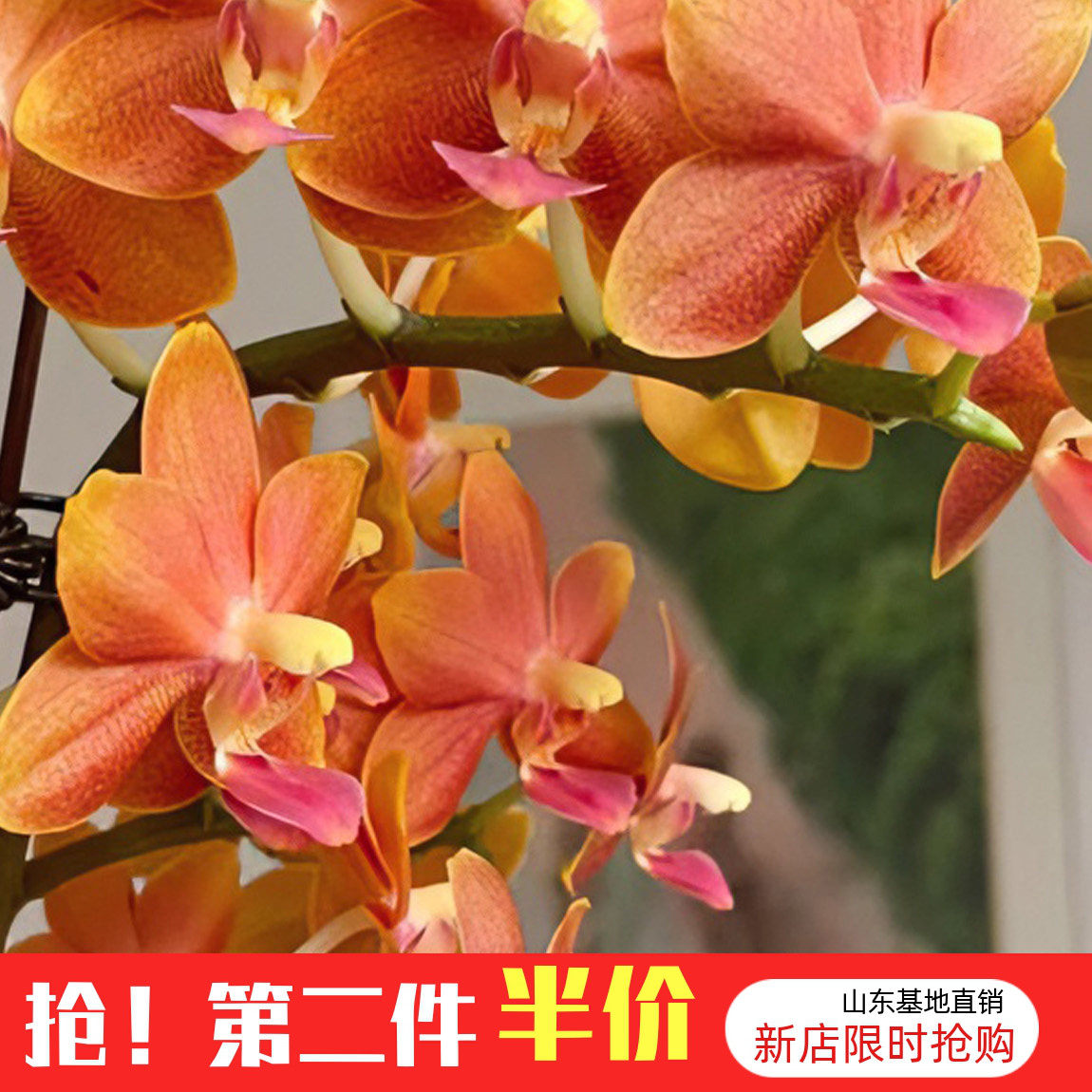 （小橘子）蝴蝶兰花苗1.7寸盆栽不带花剑和花苞四季开花多花型