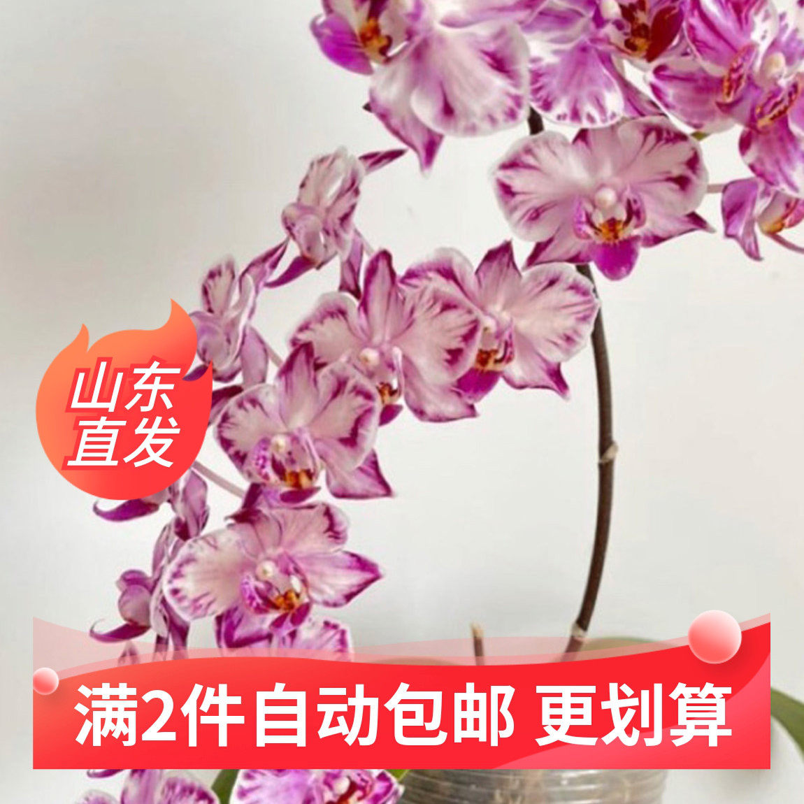 （万花筒）蝴蝶兰花苗1.7寸盆栽不带花剑和花苞四季开花多花型