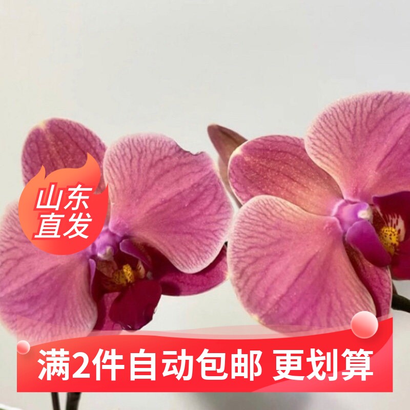 （那博纳）蝴蝶兰花苗1.7寸盆栽不带花剑和花苞四季开花多花好养