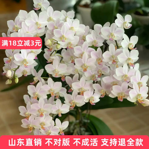 （粉残雪）蝴蝶兰花苗1.7寸无花剑年宵花卉绿植盆栽多季节开大花