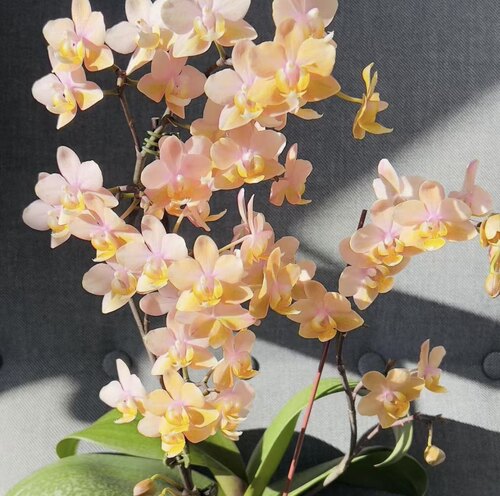 【小香兰】2.8寸蝴蝶兰花苗盆栽带花剑花卉绿植物四季循环开花