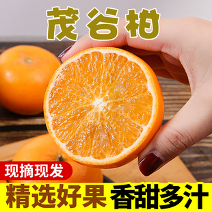 茂谷柑新鲜水果5斤包邮广西当季脏脏柑橘子谷茂柑石灰柑大果