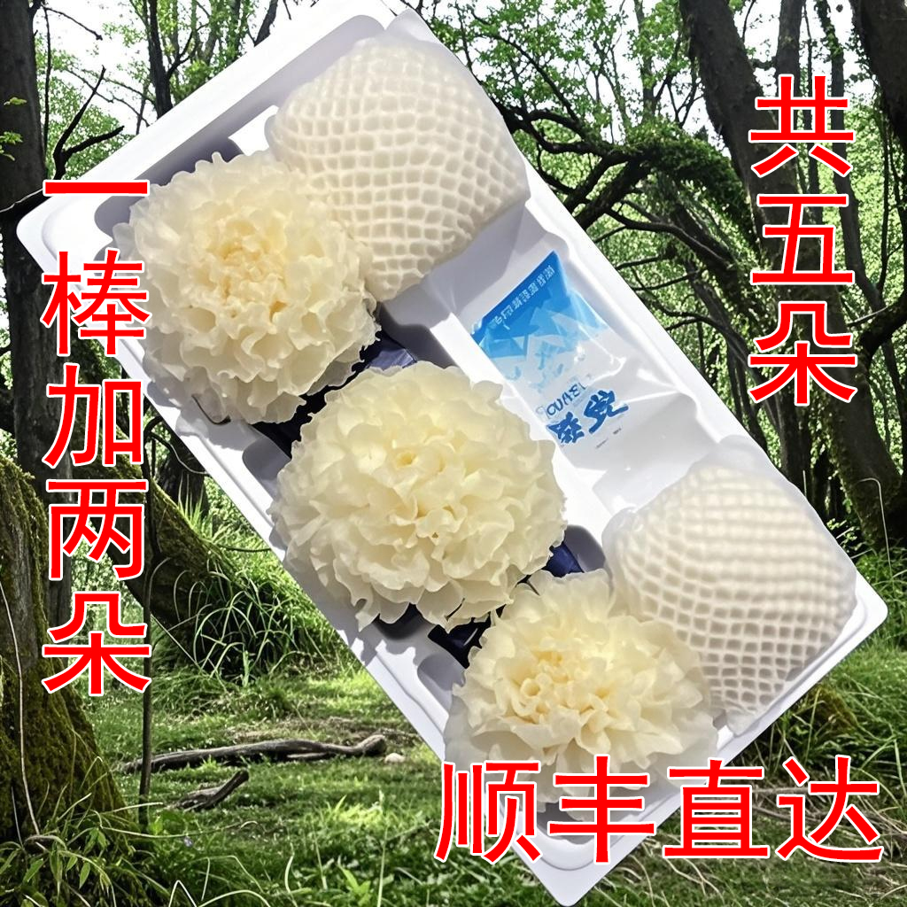 一棒加2朵新鲜银耳津鸣易糯多胶