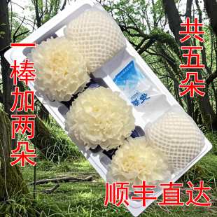 3朵带菌棒送2朵顺丰直达古田新鲜银耳白木耳糯耳5朵雪耳现摘现发