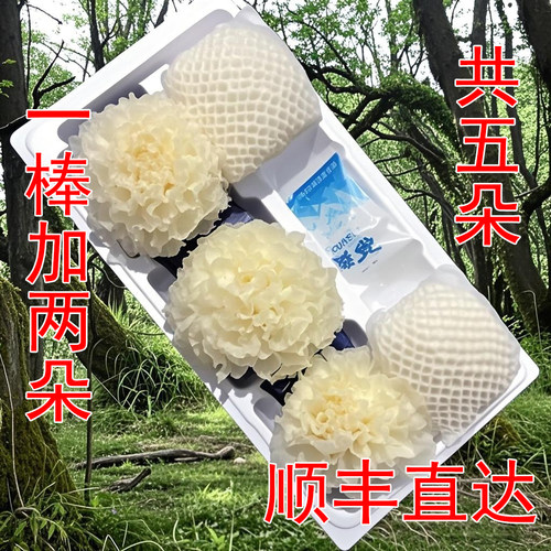 一棒加2朵新鲜银耳津鸣易糯多胶