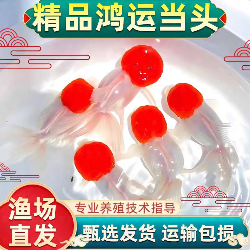 金鱼活鱼冷水鱼观赏鱼好养耐活