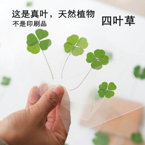 四叶草透卡真叶干花贺卡
