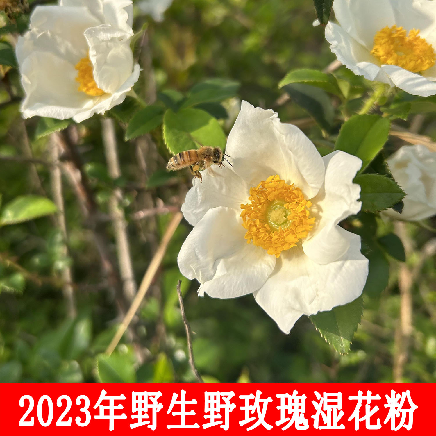 无晾晒农家【新鲜野玫瑰湿花粉】今年4－5月采库存不多卖完下架