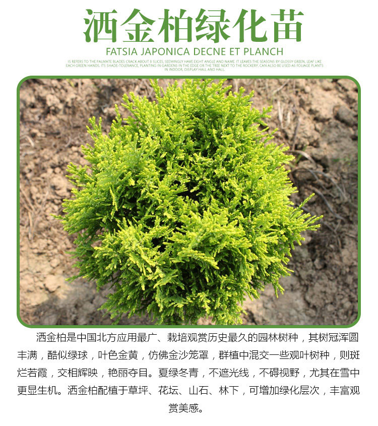 清明节矮胖柏树苗 洒金柏 黄金柏 扁柏侧柏 四季青绿化墓地松柏树