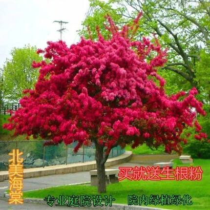 北美海棠红火箭紫薇红火球紫薇天鹅绒紫薇一物一拍