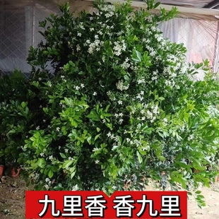 九里香四季 开花驱蚊驱虫老桩七里香阳台庭院植物花卉盆栽净化空气