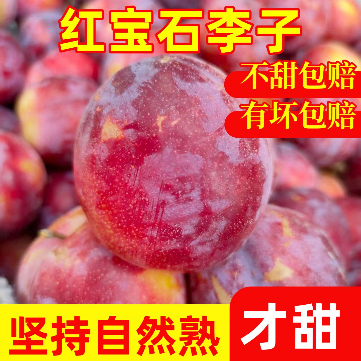 【正宗红宝石李子】高性价比