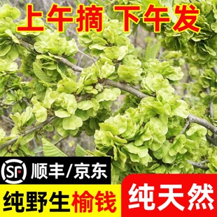 [顺丰冷链]2026现摘现发新鲜榆钱儿4斤3斤2斤野生余钱野菜窝窝头