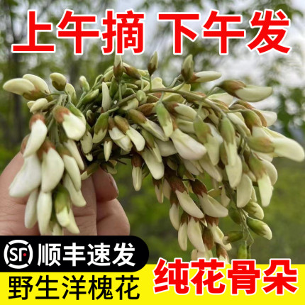 现摘洋槐花新鲜4斤顺丰包邮应当季蔬菜野菜刺槐米杨槐花骨朵时令