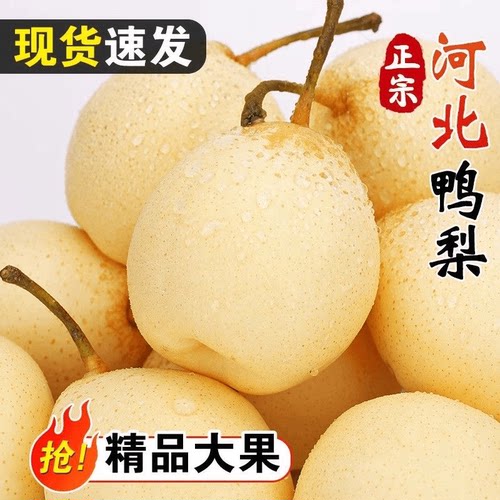 【2025新果】河北大鸭梨赵县特产水晶梨新鲜水果当季梨子非雪香梨