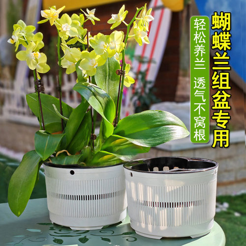 塑料简约绿植花卉透气蝴蝶兰组盆