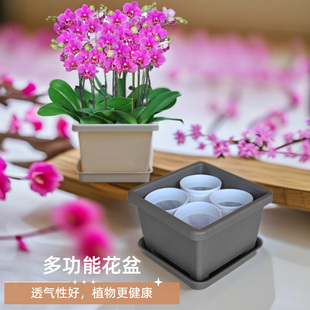 精致加厚树脂花盆君子兰花球根肉质根植物蝴蝶兰组合3到4棵专用钵