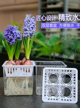 透明方形风信子水仙郁金香水培盆