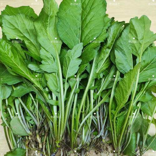 塘葛菜 蔊菜 野油菜 水芥菜