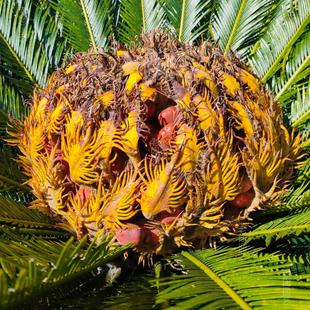 凤凰蛋 铁树果实 文玩木鱼手串挂件 四季绿植盆栽