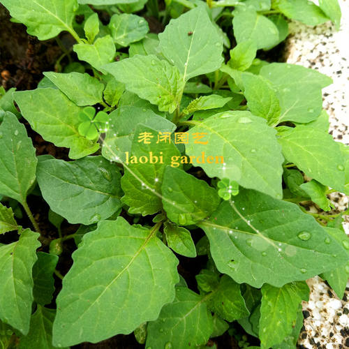 白花菜 少花龙葵 黑天天 乌点规