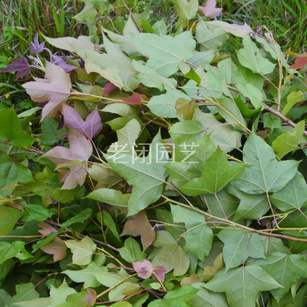 枫香树种苗 三角枫叶黑色天然植物染料五色七彩糯米饭材料中草药