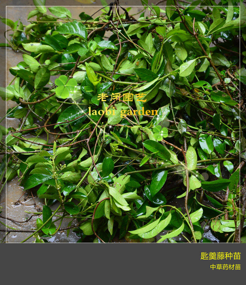 匙羹藤种苗 武靴藤爬藤中草药材阳台盆栽 满包邮