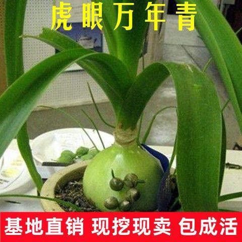 药用虎眼万年青庭院阳台楼顶