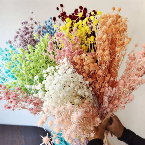 云南永生花情人果小刺芹diy