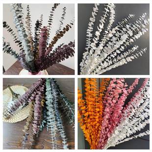 A级圆叶尤加利叶永生花花材铜钱桉银满堂家居装饰插花桉树