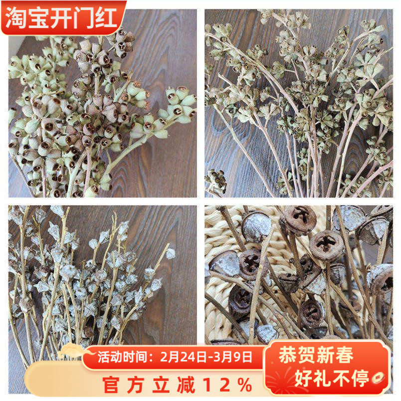 尤加利果桉树果花束家居装饰僵尸果森系真花干枝植物侘寂风干花