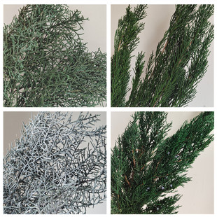 飾干花花材云南永生花鹿角松塔柏 永生側(cè)柏松柏枝條扁柏樹圣誕樹裝