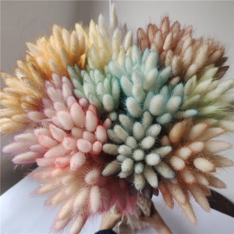 兔尾草干花花束客厅摆设摆件轻奢高档真花diy材料轻奢,鲜花速递/花卉仿真/绿植园艺,干花,淘宝优惠券,粉丝福利购,淘宝优惠卷